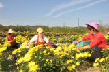 宜秀區羅嶺鎮黃梅村：一朵小菊花“接二連三”開