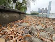 受冷空氣影響，9月18-21日安徽平均溫度將下降3～5℃