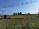 宜秀區大橋街道太平村：稻兒黃，秋收忙，又是一年收獲季