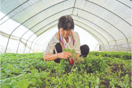 白鹭：阳台上的小白菜