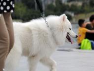 霍邱縣城區開展不文明養犬專項整治 這些行為將被查處