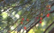 桂人慶：紅豆