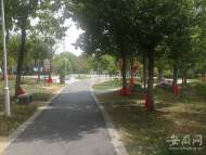 六安多個公園試驗抗旱新辦法：讓樹木身披大水袋