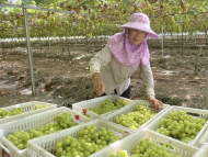 紅土地上看今朝|江西永新縣著力發展特色富民產業 水果產業助力鄉村振興