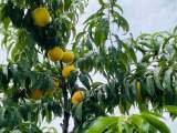 宜秀區白澤湖鄉芭茅村：延伸產業鏈條 做大黃桃經濟