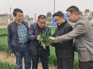 安徽省農科院作物所作物栽培研究室主任喬玉強：扎根農村搞科研，十年成果富鄉親