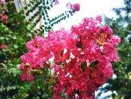 武稚：種花記