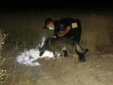 肥西一老人走失 警犬“猎豹”帮忙寻回