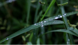 9月7日白露：最有诗意节气到来，秋深露寒，适时添衣