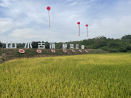 庆丰收迎盛会 2022芜湖湾沚“中国农民丰收节”成功举办
