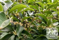 今年合肥的桂花為何九月還不香？專家稱：萬(wàn)花待“放”，還得天氣配合
