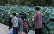 淮南：公園里蓮蓬雖好，市民勿要伸手采摘