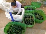 宜秀區羅嶺鎮羅嶺社區：蔬菜大棚豐收 再創經濟增收