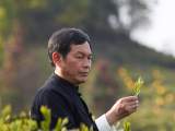 安徽地标农产品背后的故事 | 方继凡：传承太平猴魁 助力乡村振兴