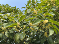 合肥的桂花一夜掛滿枝頭 專家：賞花要抓緊，這幾天最佳
