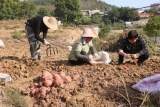 宜秀区大龙山镇燎原社区：红薯地里喜丰收 “甜蜜”润民心