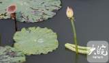 今日寒露：秋意重，寒色浓（组图）