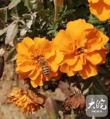 未来7天合肥以晴到多云为主 最高温将升至25℃