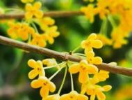 合肥：又是一年桂花開，姍姍來遲滿城香（圖）