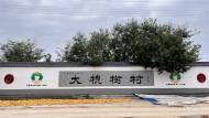 梁学刚：槐花飘香