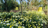潘集區祁集鎮黃崗村：小菊花做足“花樣經濟”大文章