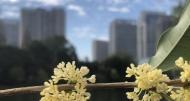 施維奇：桂花香里走廬江