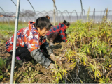 芜湖市鸠江区黑沙洲的故事：深耕不辍 初心不改