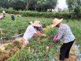 宜秀区罗岭镇凤溪社区：种植小辣椒 群众增收好门路