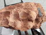 江西发现一窝恐龙蛋化石  距今约8000万年