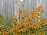 树红叶黄，合肥秋韵天成（组图）