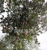 晓天镇舒安村：油茶产业助增收  乡村振兴添动能