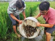 安徽地标农产品背后的故事 | 项旭东：依靠科技养殖，无为草龟变 “金龟”