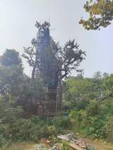 宣城：失火5个多月后，800多岁银杏树生长基本正常
