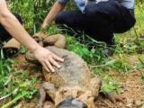 安徽探索建立濒危野生动植物基础数据库