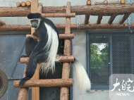 合肥野生動物園黑白疣猴寶寶亮相啦