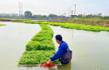 宜秀区白泽湖乡：种植生态水芹 推进乡村振兴