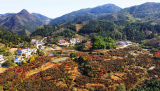 晓天“川藏线”新添观景台 百亩红枫灿如红霞