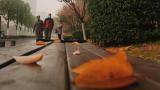 立冬后小雨绵绵 烟雨濛濛合肥城（组图）