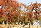 未来一周合肥以晴到多云为主 最高气温回升至18℃