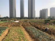 合肥一小區旁空地變“菜園” 臭味熏苦周邊居民