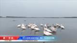 東方白鸛等珍稀候鳥(niǎo)歸來(lái)  廬江：生態(tài)濕地天鵝舞