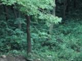 安徽4地拟获“中国天然氧吧”称号
