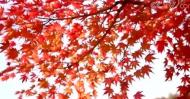周國勛:紅楓閣