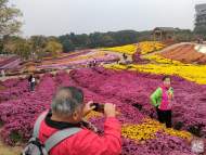蚌埠：多彩花海引得眾人來