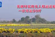 蕪湖村民用無人機運送菊花 一次可運50斤