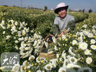芜湖村民用无人机运送菊花  一次可运50斤