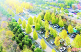 六安：生态停车场 初冬景正美