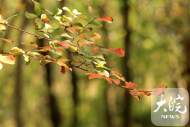 降水減弱 9月2日前安徽多地最高溫將低于30℃