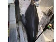 釣魚釣到江豚？湖南一地回應：已向警方發線索移送函