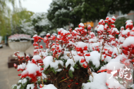 下雪了！芜湖迎来今冬第一场雪